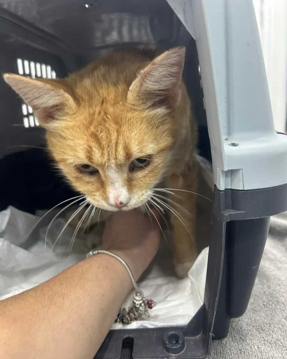 A cat who was successfully spayed/neutered from Adamantas through donations.