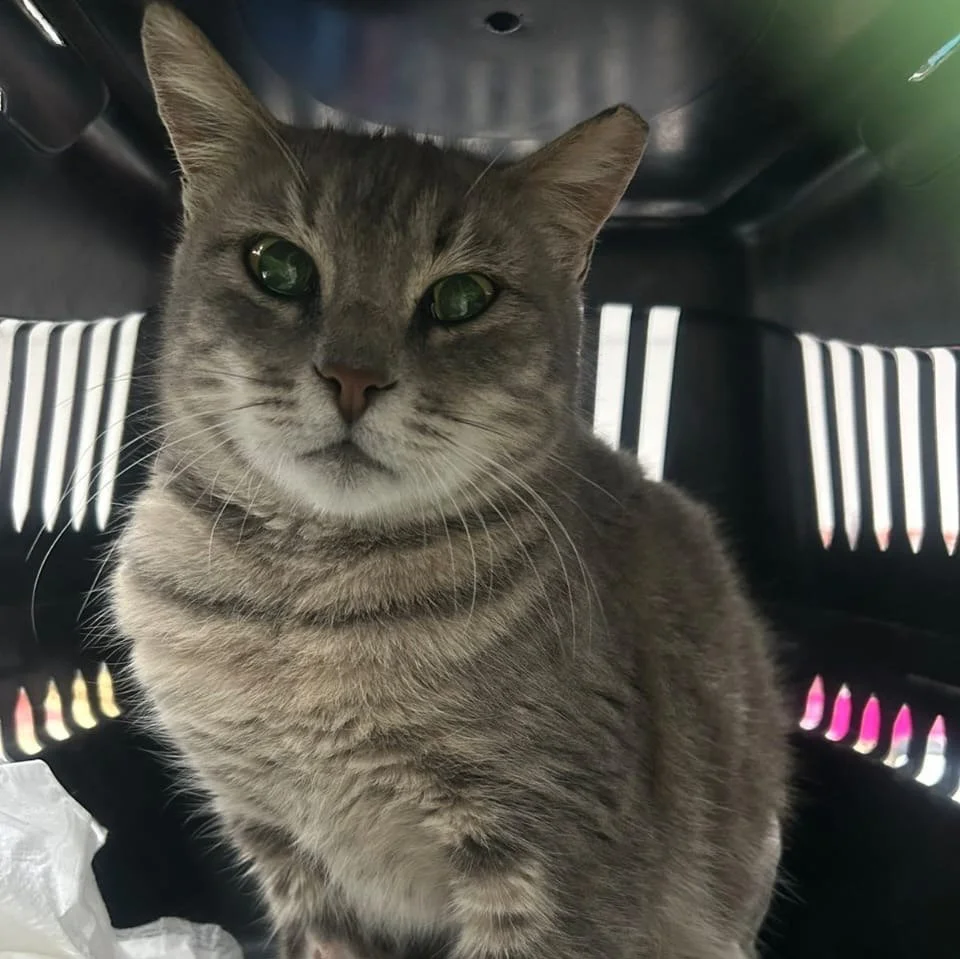 Another escue from Adamantas who have been successfully spayed/neutered through donations.