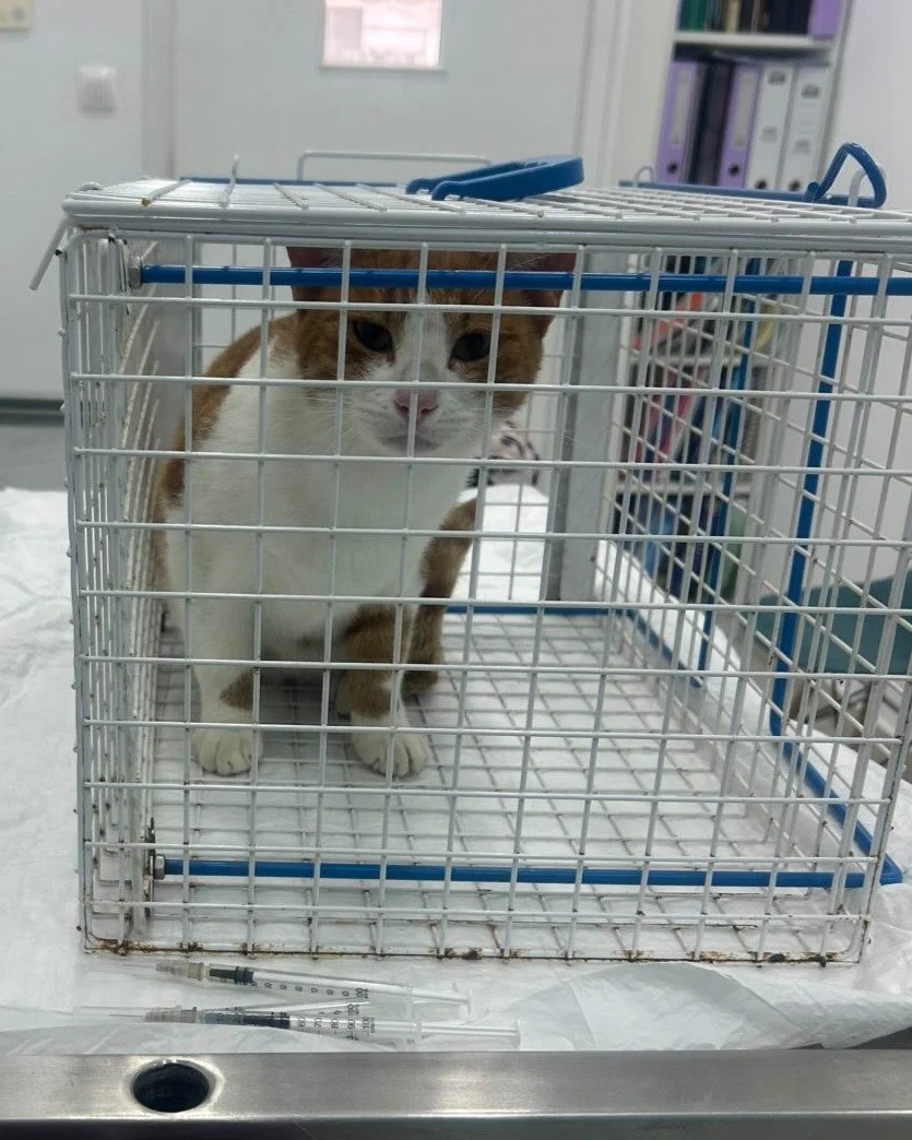 This orange female cat is from Pollonia. She has been trapped, spayed, and given antibiotics.