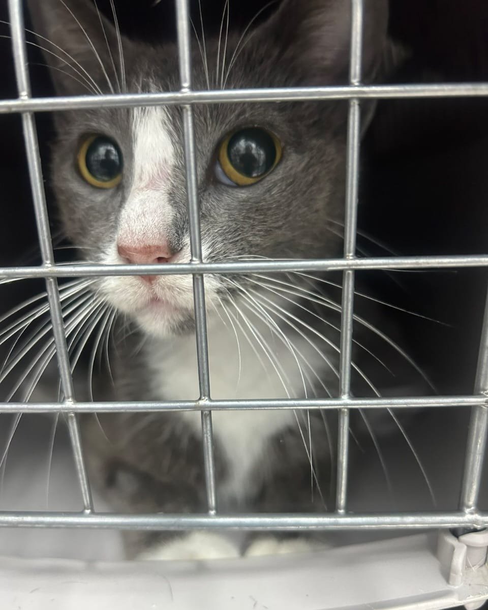 A female kitty in Adamantas who received vet care through donations.