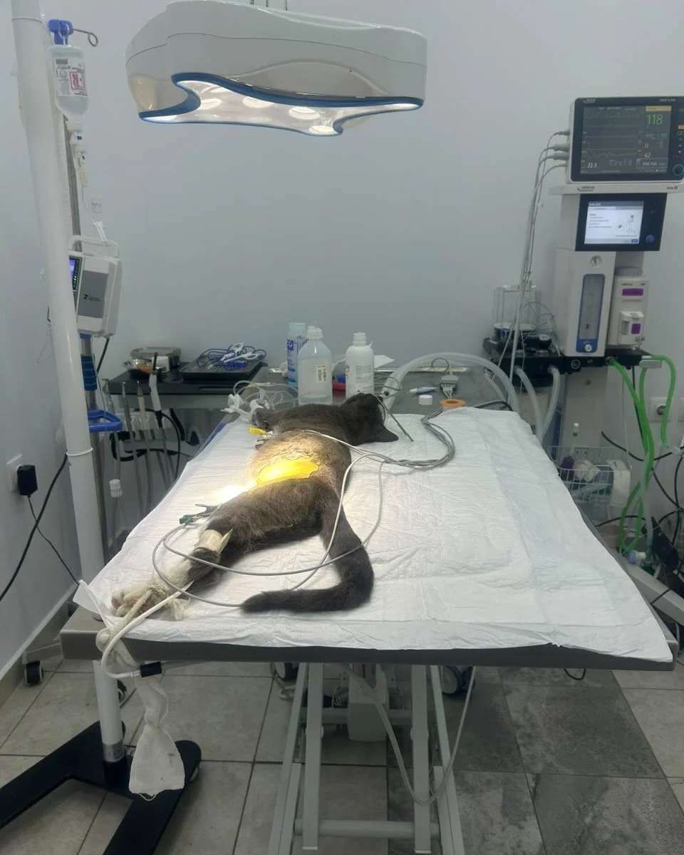 Stray cats who have received vet care through donations