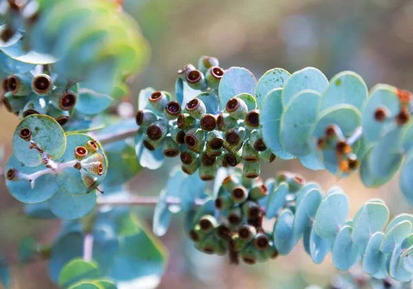 Close-up of eucalyptus leaves with clusters of small brown berries.