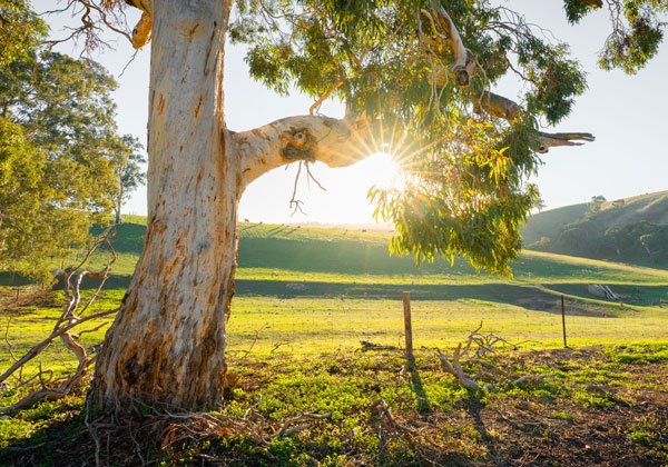 Sun shining through a large tree on a grassy hillside.