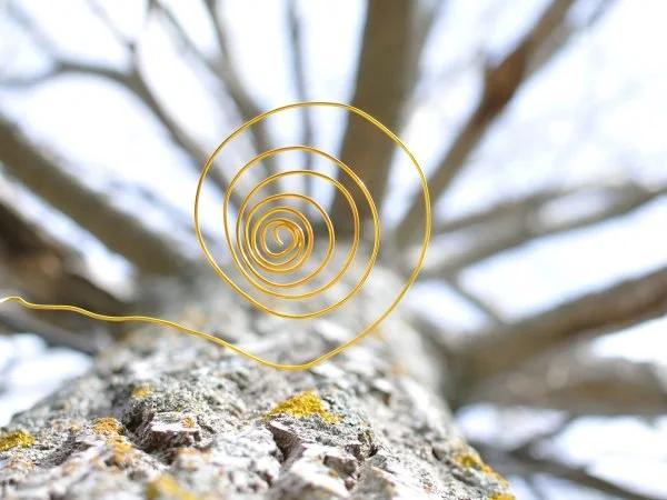 Close-up of a tree trunk with a spiral-shaped antenna or wire attached, extending upward with branches in the background.