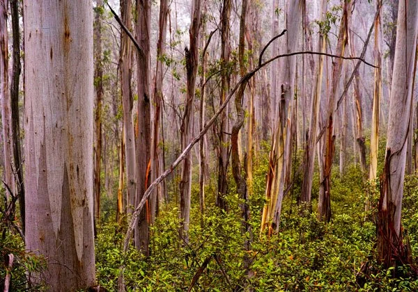 A dense forest with tall, thin trees and green underbrush.