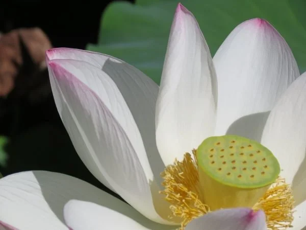 Close-up of a white lotus flower with pink-tinged tips and a yellow seed pod in the center, surrounded by green leaves.