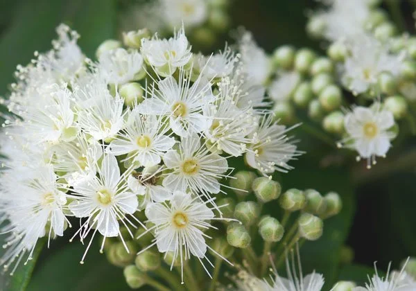 Close-up of a cluster of white flowers with long stamens and green buds in the background.