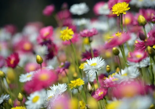 Close-up of colorful wildflowers including yellow, white, and pink blooms in a garden or meadow.