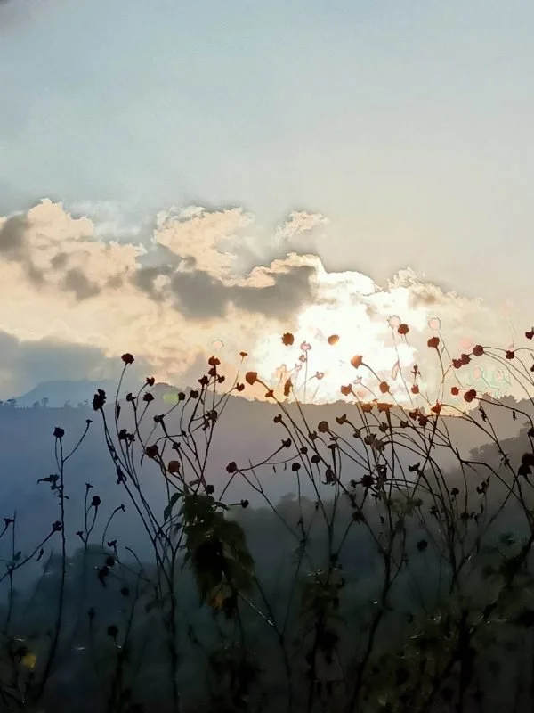 Setting sun behind clouds. Plants, flowers in the foreground, symbolizing spiritual beauty.