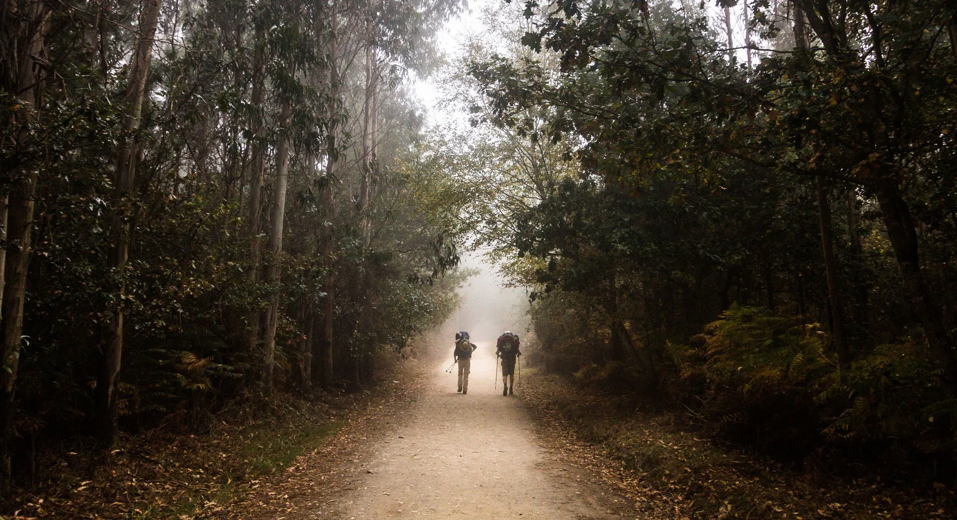 Two hikers with backpacks walking down a dirt trail through a foggy forest, surrounded by tall trees and dense foliage.