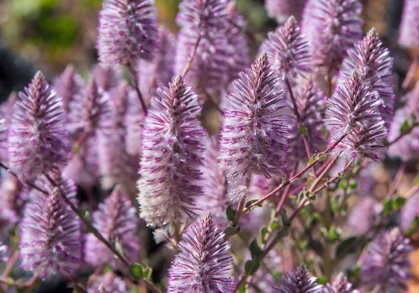 Close-up of light purple and lavender fuzzy flowers on green stems.