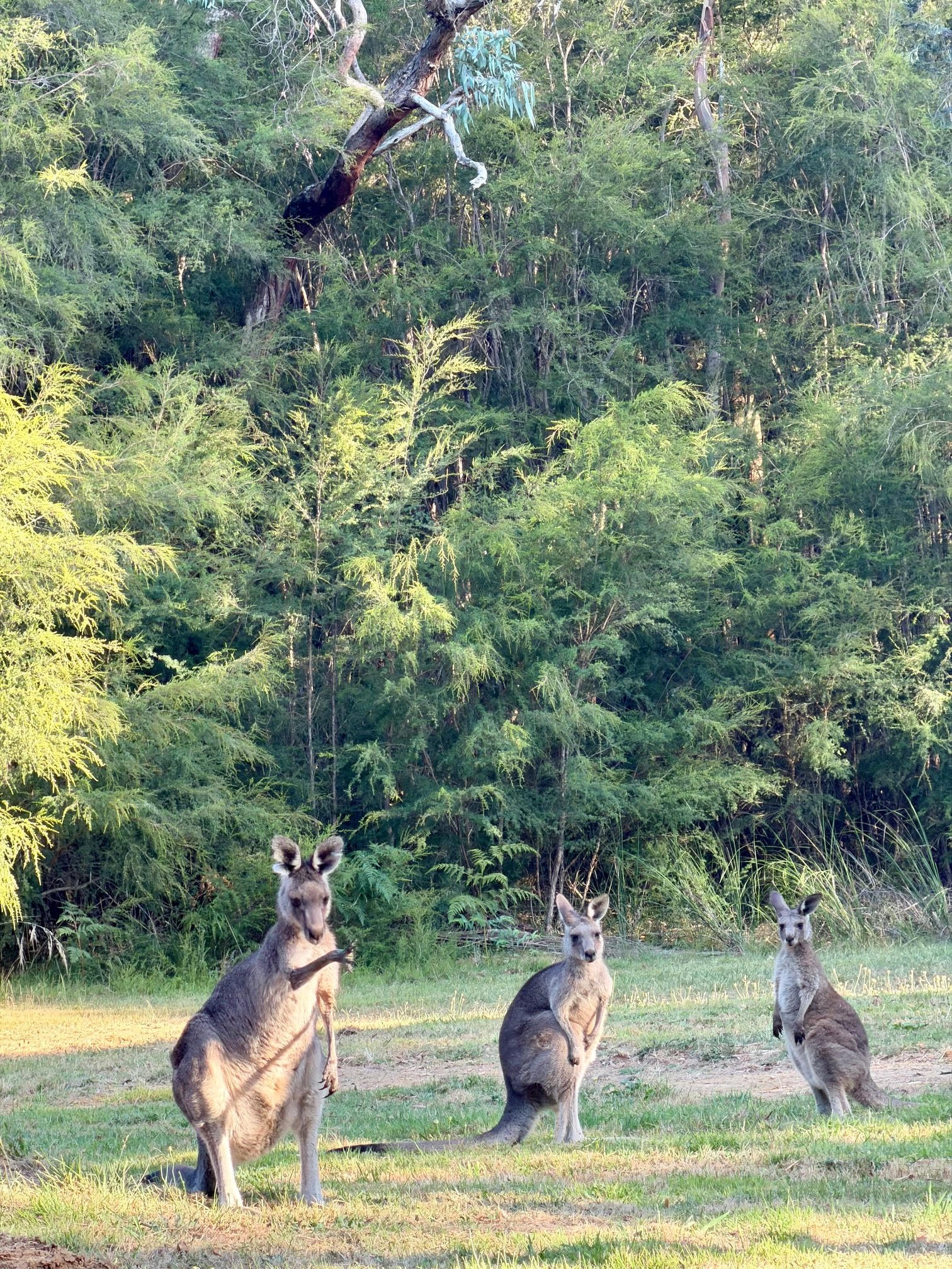 Kangaroos grazing in the park dawn and dusk.