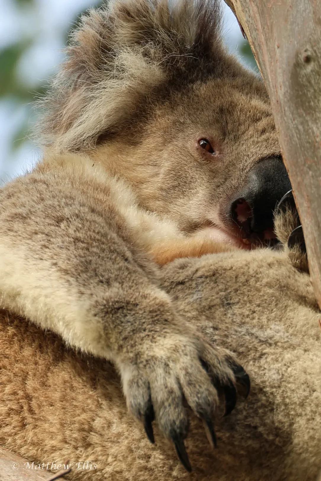 Our resident Koalas (whilst they adventure off as they see fit)... can be seen most days in the park. They are often on the ground moving between trees which is why dog lead control is critical.