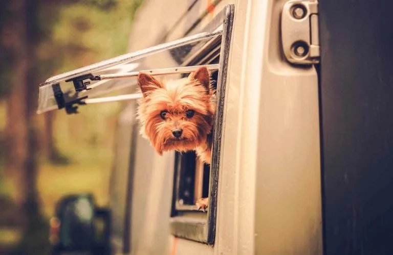 Dog friendly caravan park - all sites - year round. Soon to have an off leash park.