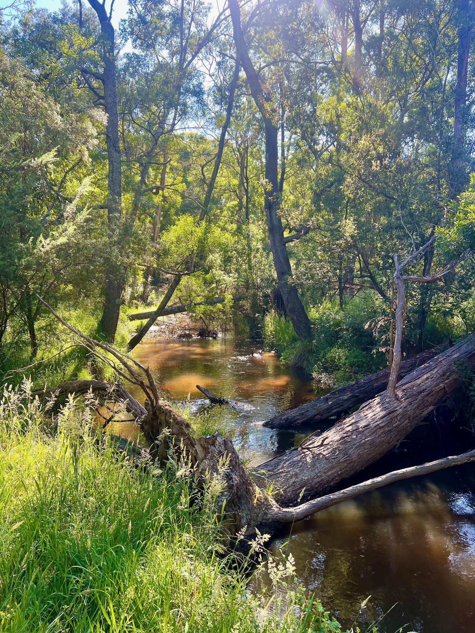 A gorgeous and very peaceful small river as our boundary (Little Yarra River). Perfect for picnics or cooling off in summer.