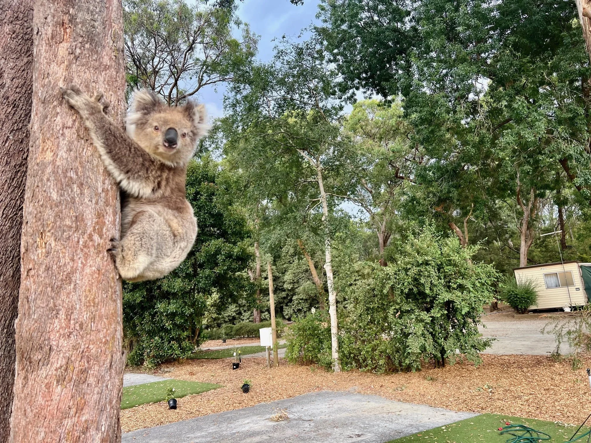 Our resident Koalas (whilst they adventure off as they see fit)... can be seen most days in the park. They are often on the ground moving between trees which is why dog lead control is critical.
