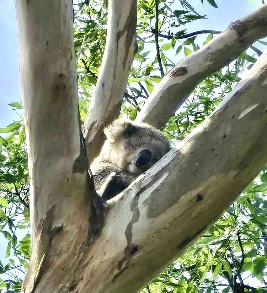 Our resident Koalas (whilst they adventure off as they see fit)... can be seen most days in the park. They are often on the ground moving between trees which is why dog lead control is critical.
