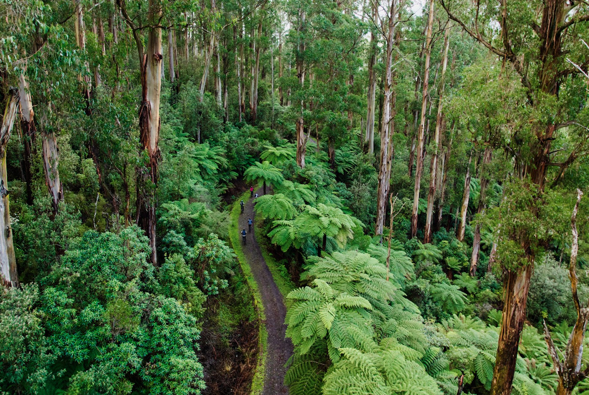 Warburton Valley.png