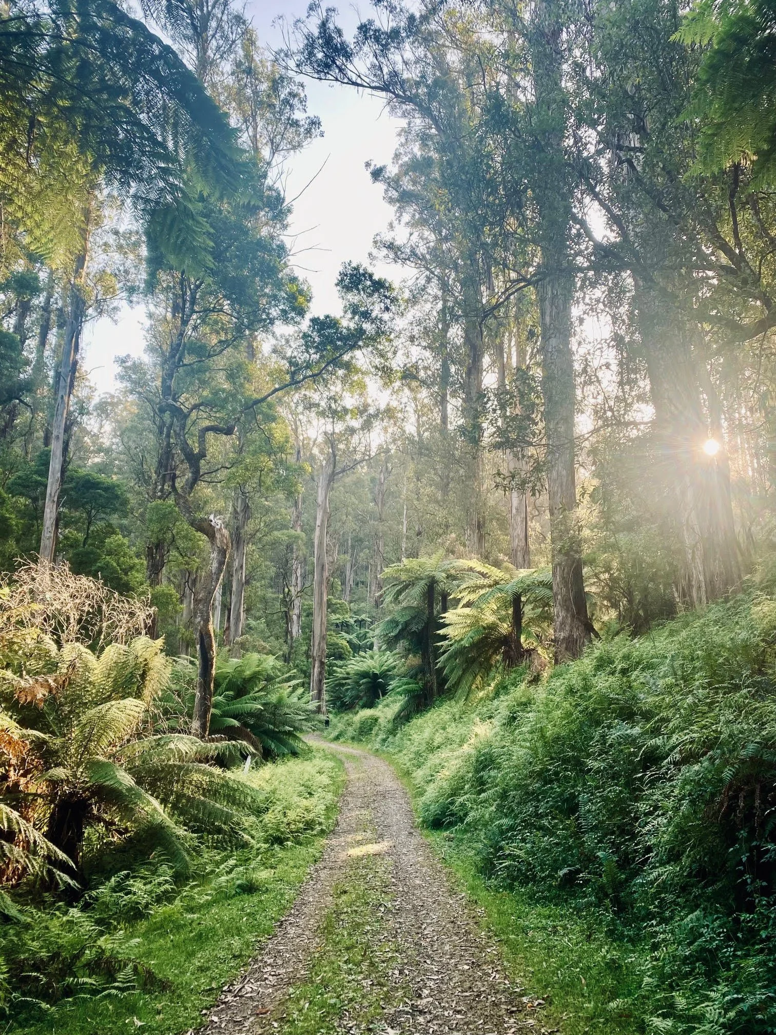 The O’Shannassy Aqueduct is a stunning riding and hiking trail where you can reconnect to nature on a long, peaceful meander.