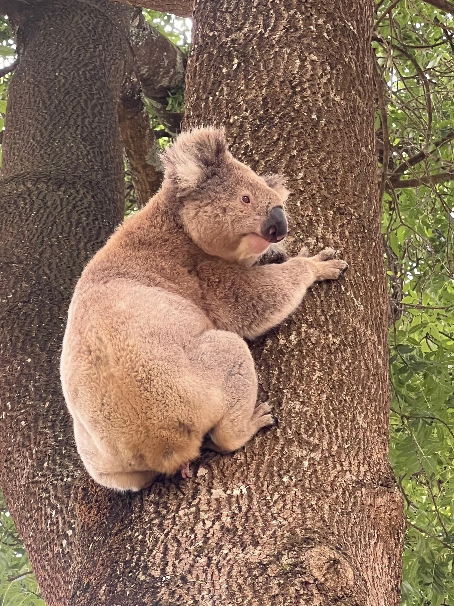 Wildlife abounds! Koalas, Kangaroos, Wombats, prolific bird life and more. 