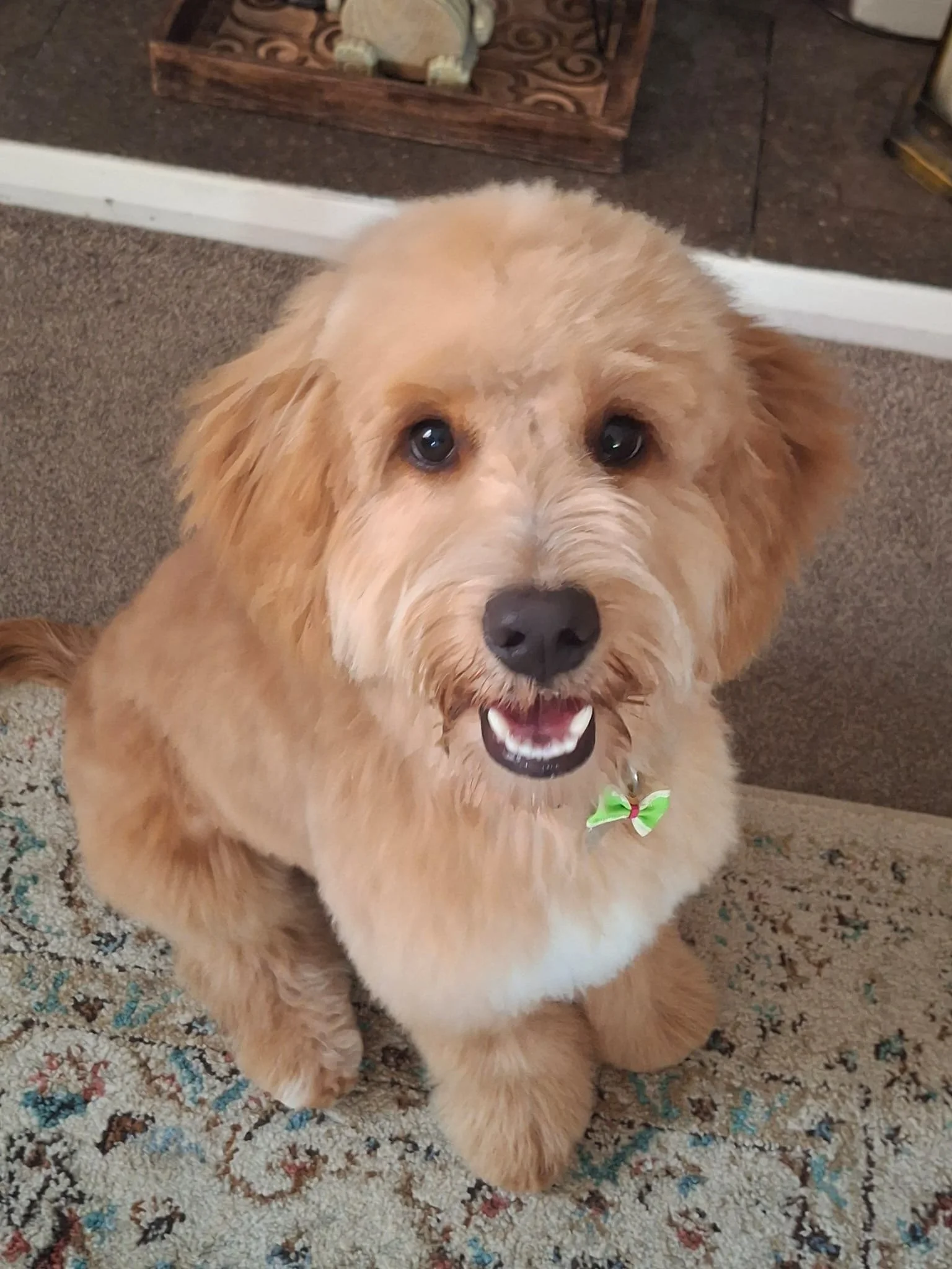 Wilfy - Leash Pulling, House Rules and Boundaries (Tap For Info)