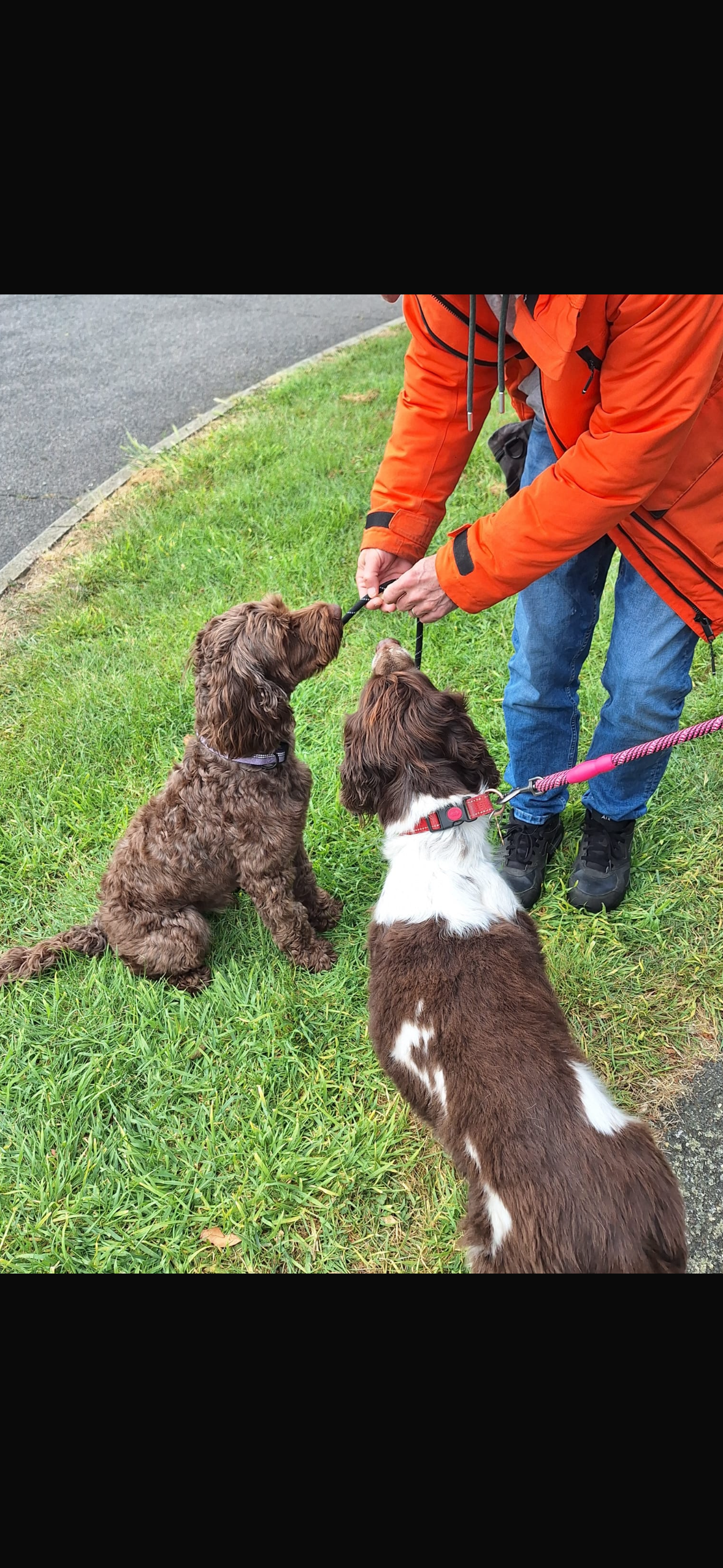 Dog socialisation with a reactive dog