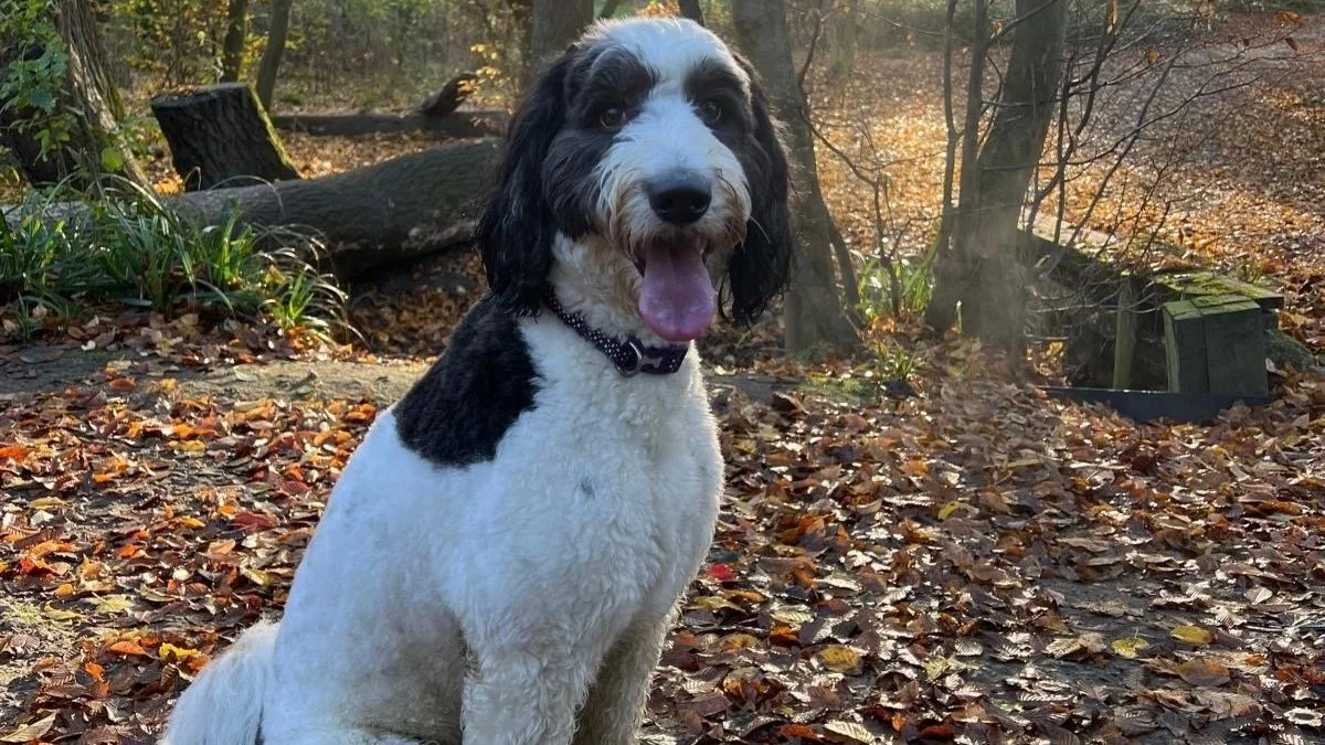 Sydney - Leash Pulling and Chasing Things (Tap For Info)