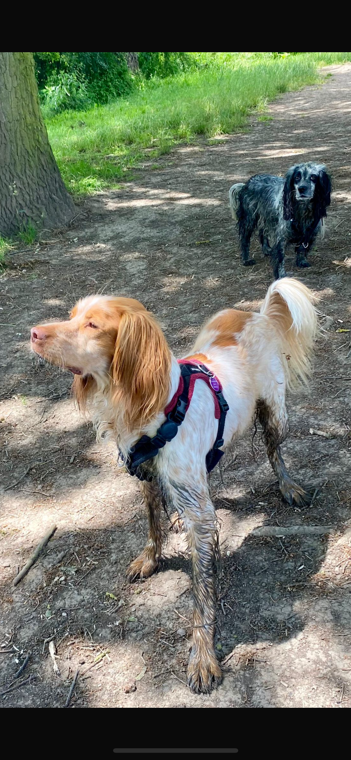 Tango - Dog and Human Reactive (Tap For Info)