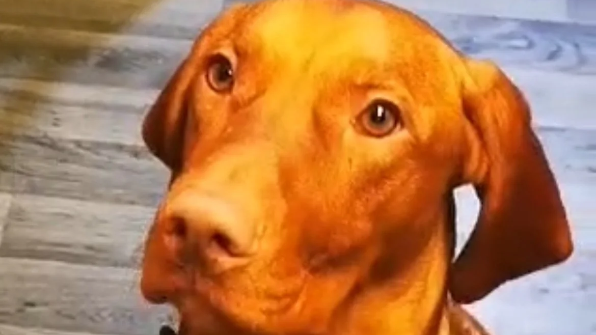 Scooby - Very Excited, Puppy Training (Tap For Info)