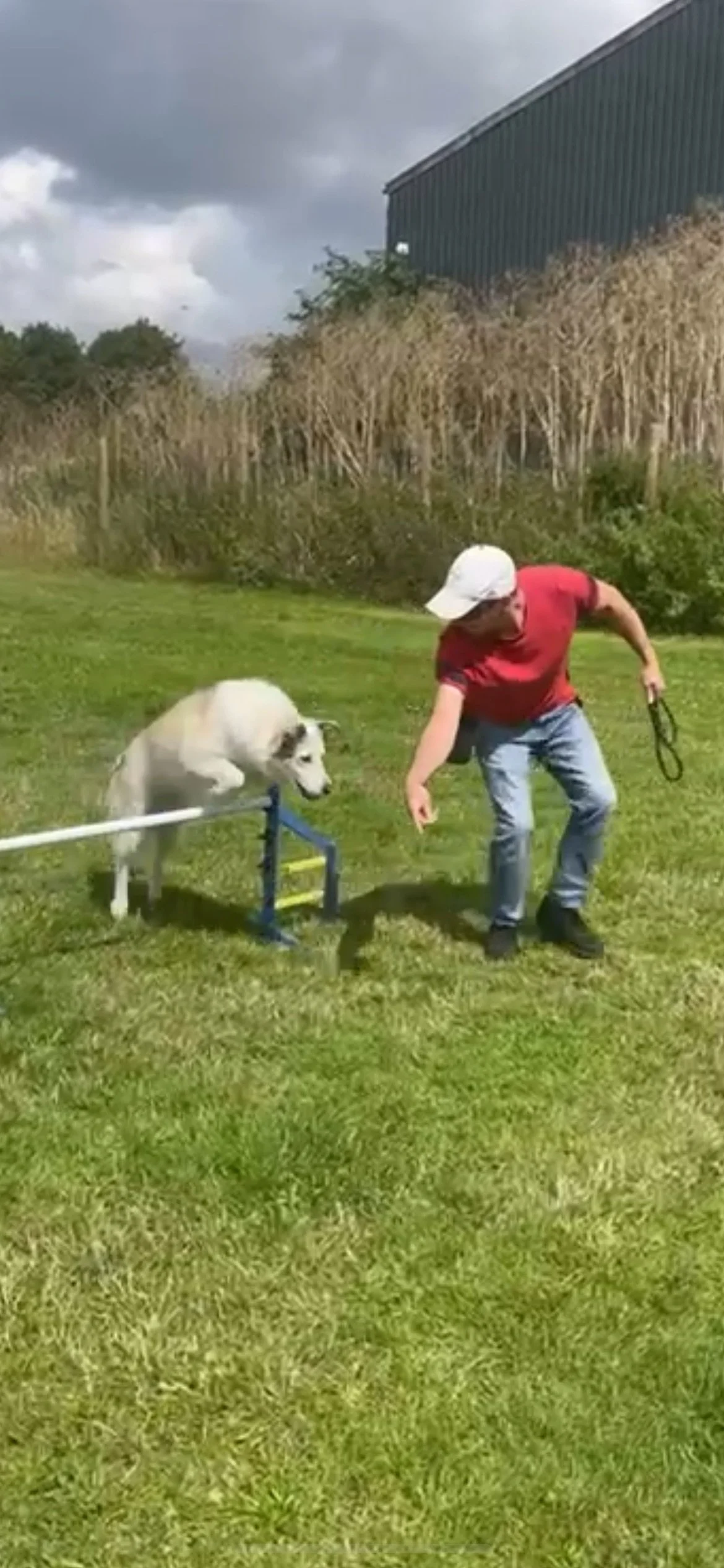 Dog agility training for a romianian rescue dog.