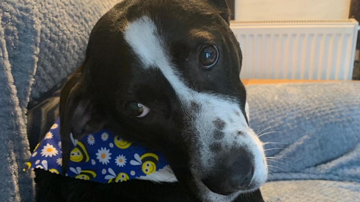 Hector Dog Reactive