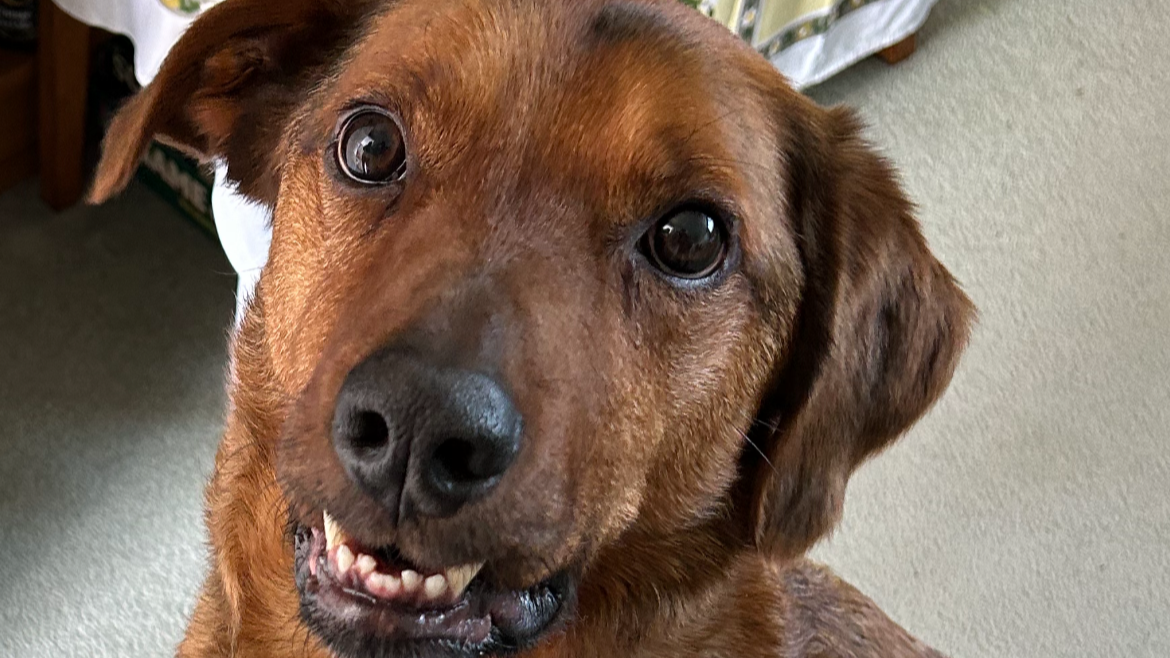 Max - Rescue Dog Reactive Towards Dogs (Tap for info)