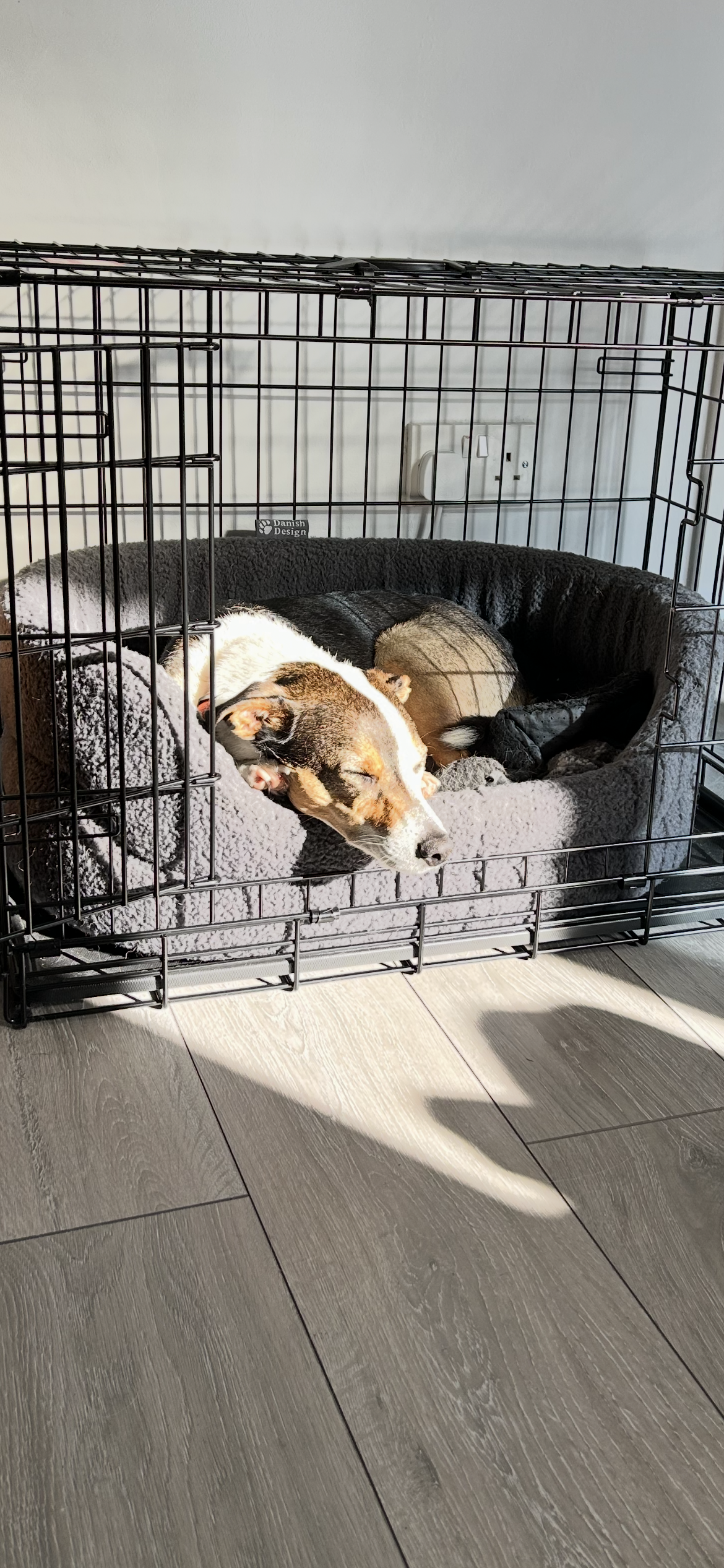 Dog crate training for a board and train dog