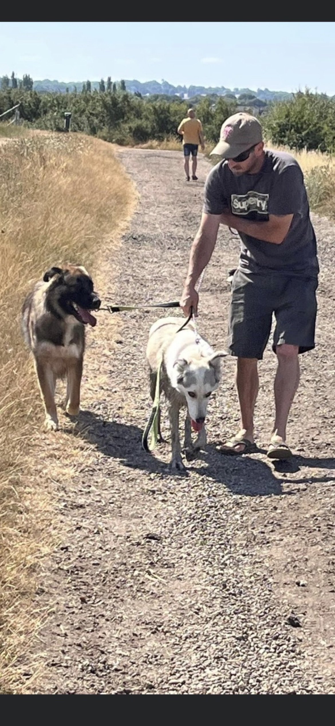Dog trainer working with two dogs on loose leash calm walking outdoors, with reactive dogs.