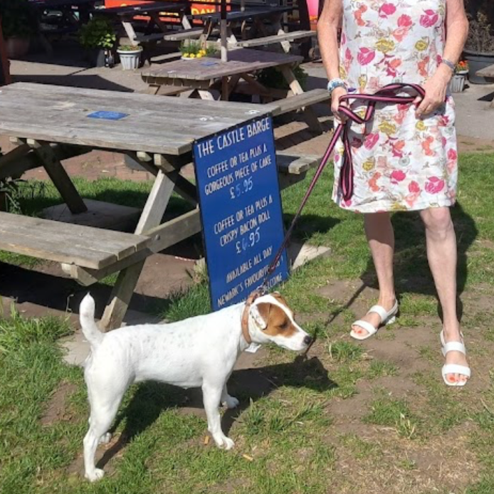 Tilly - Dog Reactive (Tap For Info)