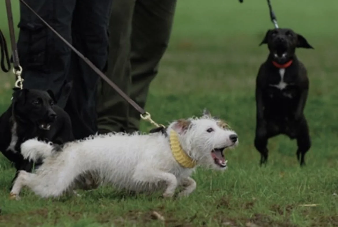 Dog Behaviour Modification