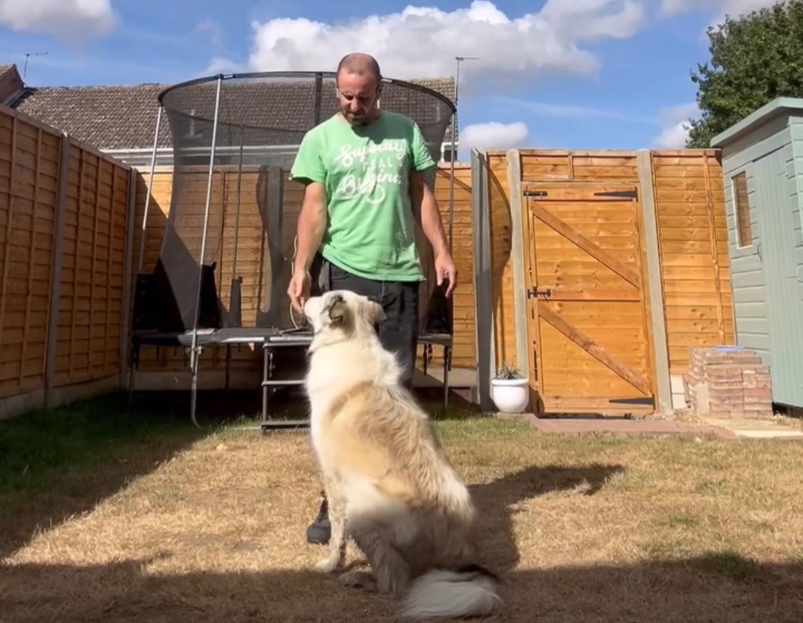 Dog trainer - dog behaviourist obedience training with husky cross dog