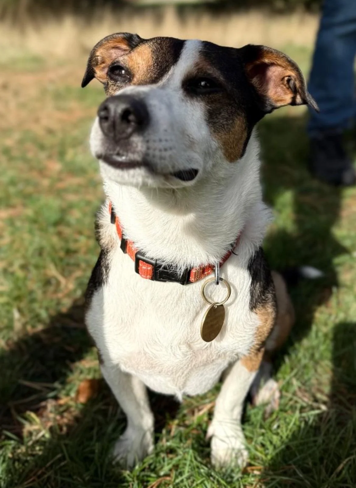 Dog training - obedience training for a dog in a real life park situation