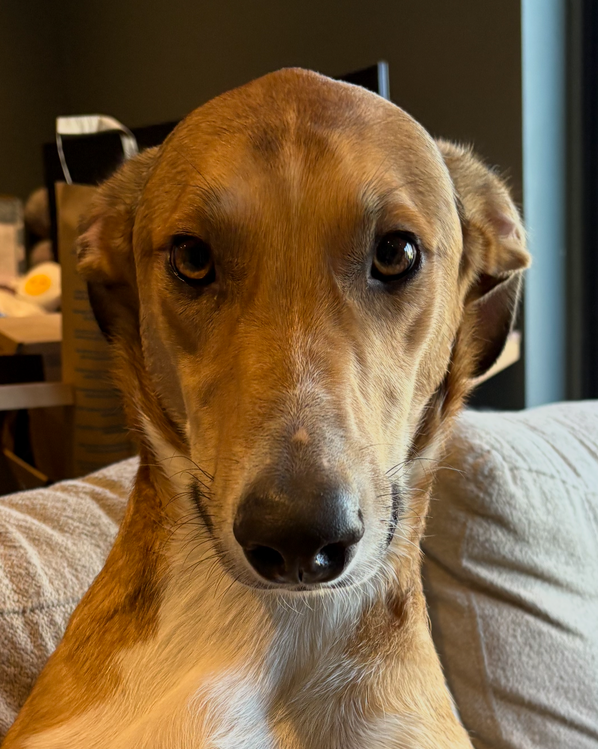 Afghan hound that we have done one to one training with .