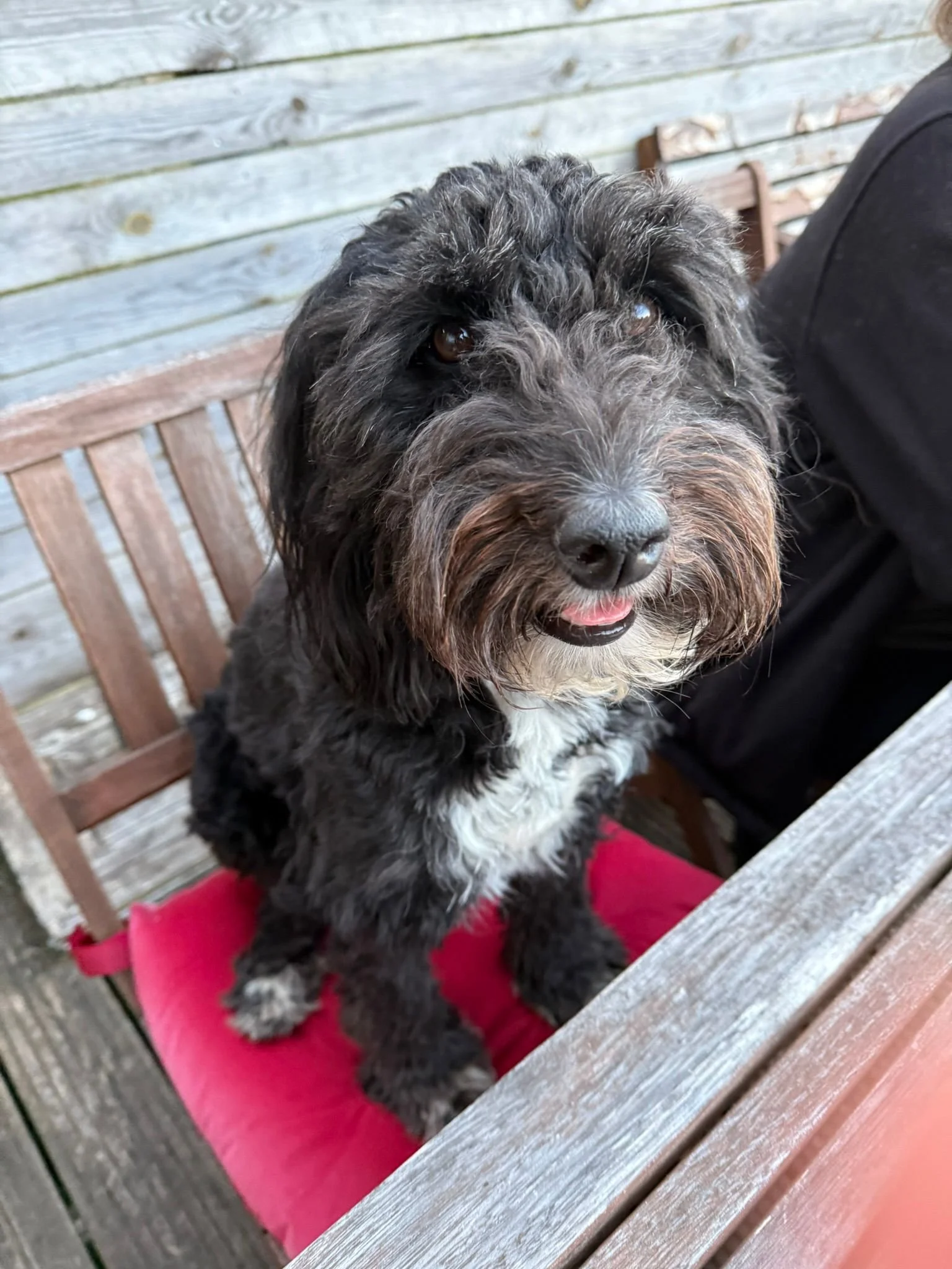 Kaya - Car Anxiety (Tap For Info)