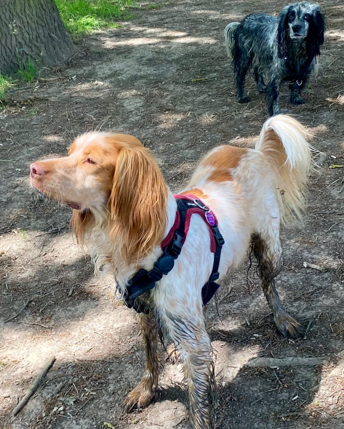 Tango - Dog and Human Reactive (Tap For Info)