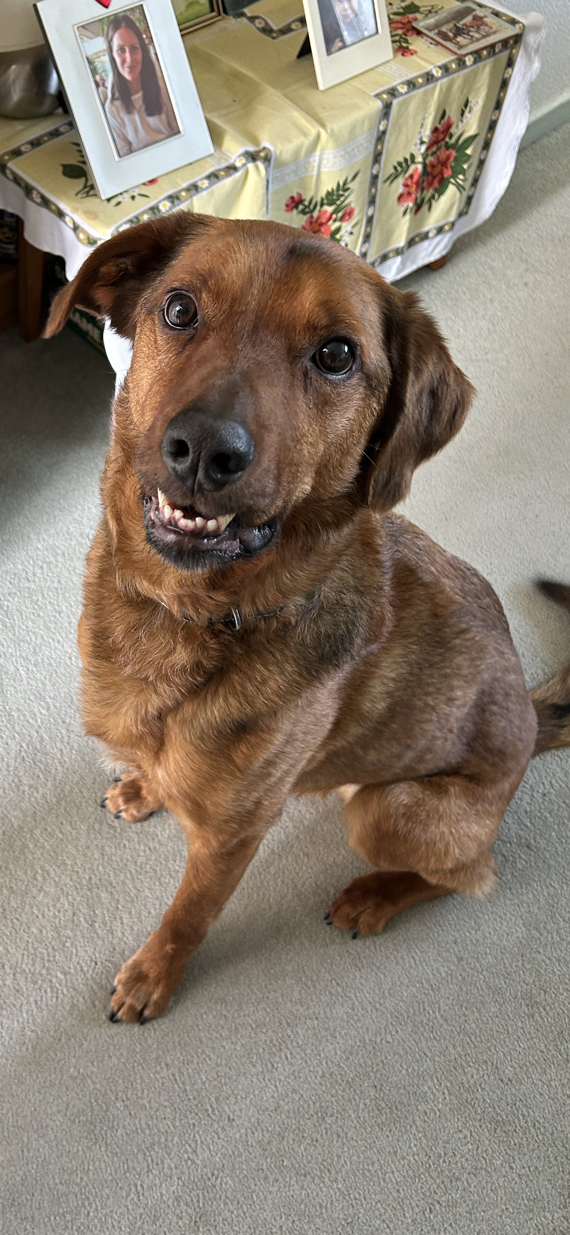 Max - Rescue Dog Reactive Towards Dogs (Tap for info)