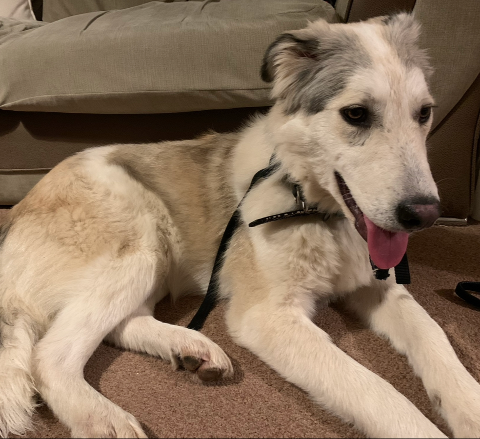 Rescue dog just arrived from Romania after 72 hour van journey to the UK