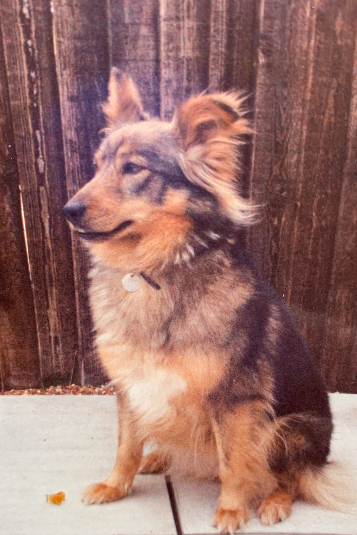 Nervous rescue dog after training, showing great obedience