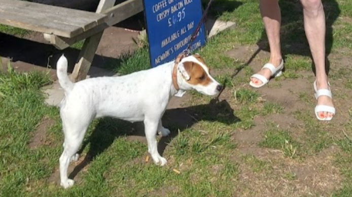 Tilly - Dog Reactive (Tap For Info)