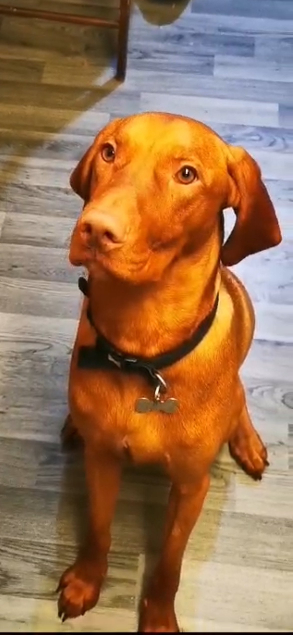 Scooby - Very Excited, Puppy Training (Tap For Info)