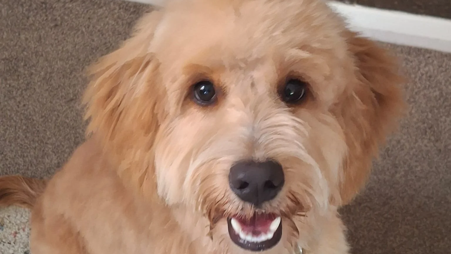 Wilfy - Leash Pulling, House Rules and Boundaries (Tap For Info)