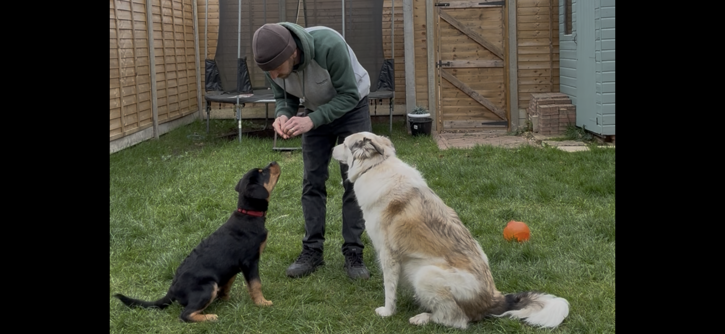 Dog trainer working with two dogs doing obedience training