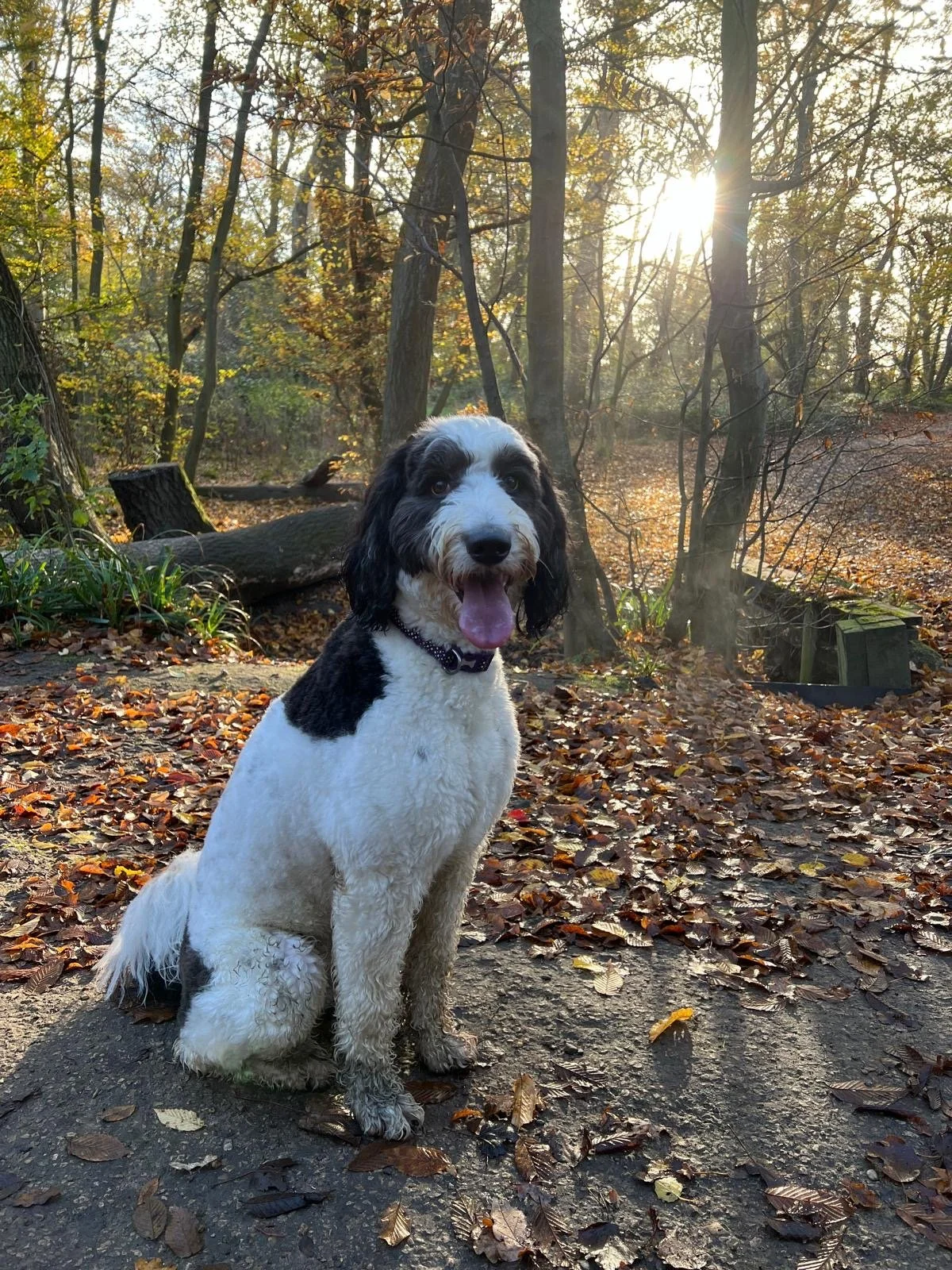 Sydney - Leash Pulling and Chasing Things (Tap For Info)