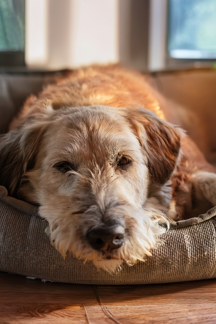 Old dog resting in his bed